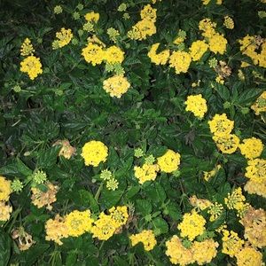 Meet your Posher, Marcela